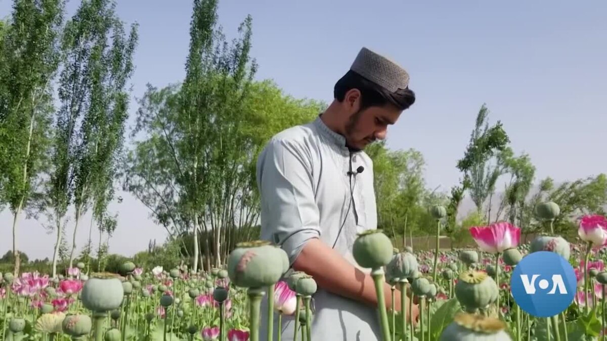 Afghan Opium Cultivation Exploding Under Taliban Rule