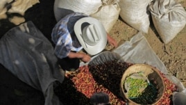 Campesinos salvadoreños limpian los granos de café en una cooperativa en las afueras de San Salvador.
