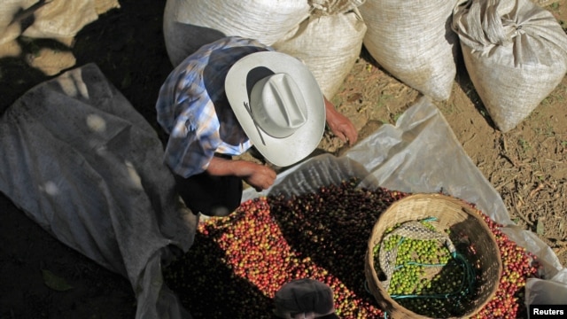 Campesinos salvadoreños limpian los granos de café en una cooperativa en las afueras de San Salvador.