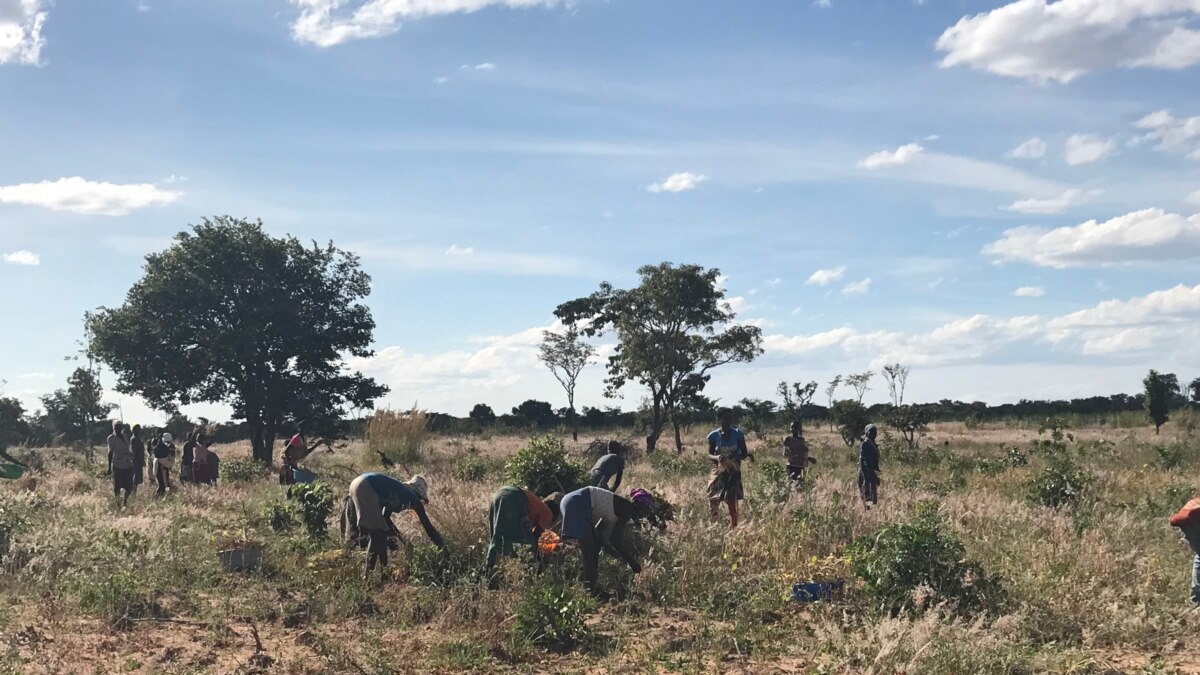 Pre O De Fertilizantes Amea A Agricultores No Sul De Angola