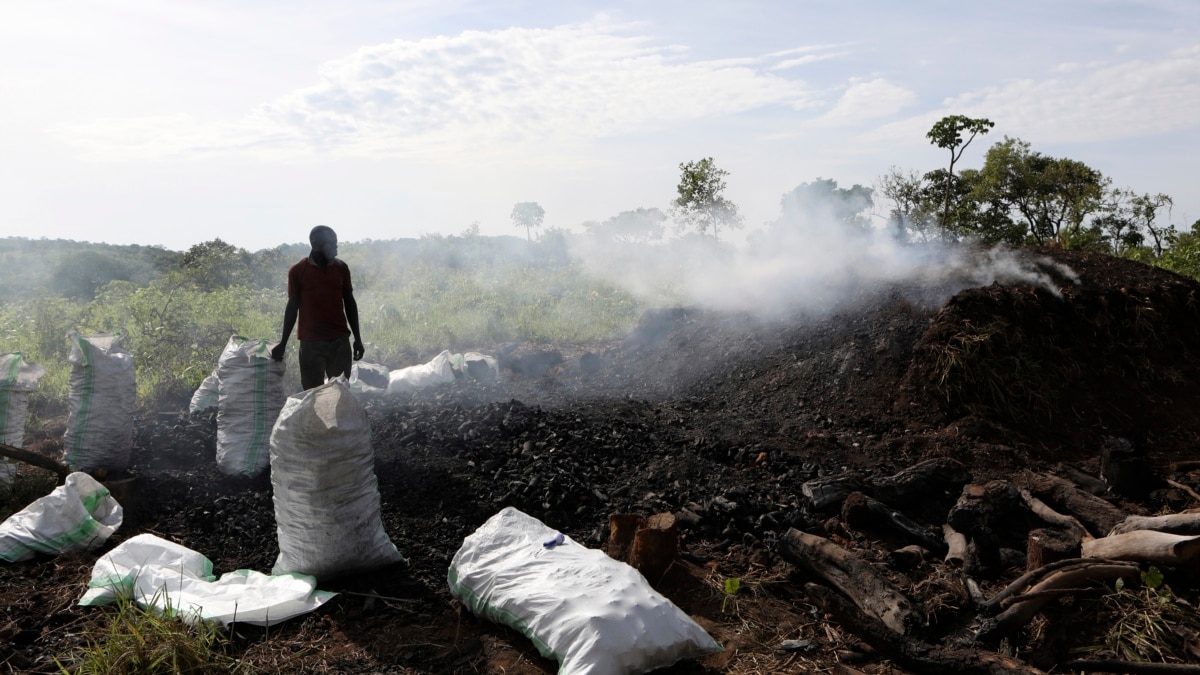 Ugandan Ban On Charcoal Making Disrupts Lucrative But Destructive Business