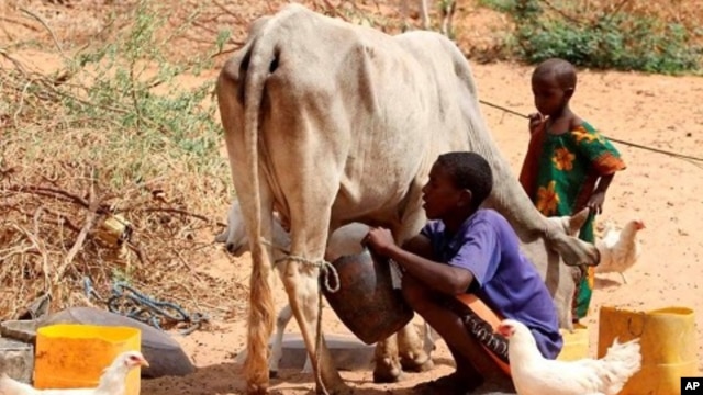 A Somali boy milks his cow outside his tent in Medina Xoosh district in Mogadishu (File Photo - January 12, 2011)