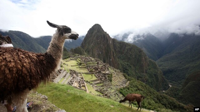Llamas graze at Machu Picchu near Cusco, Peru.