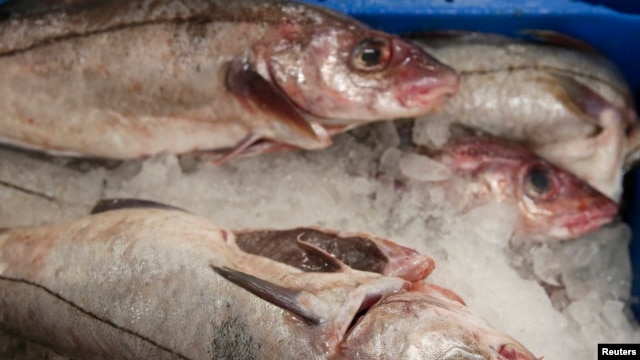 FILE - Haddock covered in ice wait to be bought at the fish market.