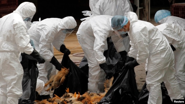 Para pekerja kesehatan mengumpulkan ayam-ayam yang mati di sebuah toko unggas di Hong Kong (Foto: dok). Tiongkok melaporkan kematian kedua tahun ini akibat virus H5N1 tahun ini di Tiongkok barat daya.