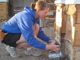 Sgt. Jo Lisa Ashley tends to the bees of Bagram in Afghanistan.
