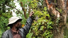 Hagumimana Kanyabikingi in the forest of Mgahinga National Park, where he and his ancestors once lived. December 11, 2012. (Hilary Heuler / VOA News)