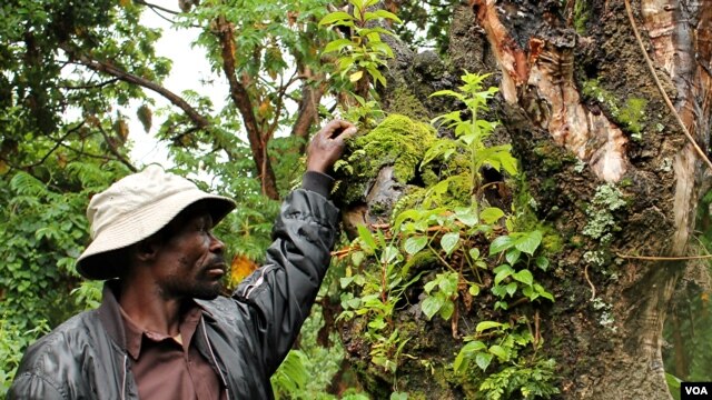 Hagumimana Kanyabikingi in the forest of Mgahinga National Park, where he and his ancestors once lived. December 11, 2012. (Hilary Heuler / VOA News)
