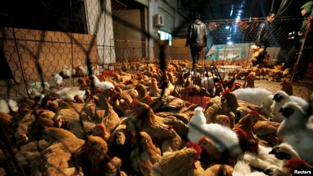 Chợ gà trong tỉnh Hồ Bắc, Trung Quốc