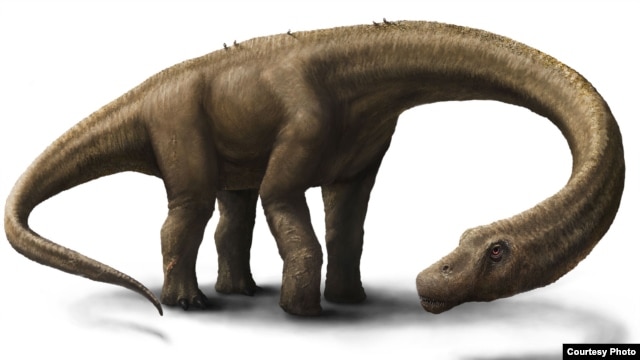 Hình vẽ phác họa khủng long Dreadnoughtus (Ảnh: Jennifer Hall)