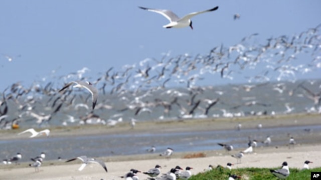 Raccoon Island, a protected bird breeding sanctuary south of Louisiana, is one of several islands being surveyed for oil debris.