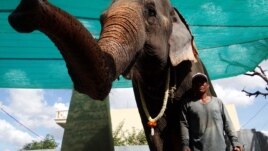 Sambo with one of her handlers, Phnom Penh, Cambodia, Nov. 25, 2014. (Kong Sothanarith/VOA)