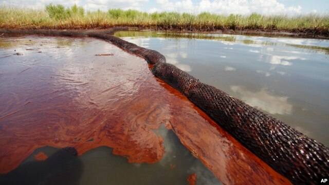 Trong bức ảnh chụp ngày 26/6/2010 cho thấy dầu từ vụ tràn dầu Deepwater Horizon trôi nổi trên mặt nước trong vịnh Jimmy ở Plaquemines Parish, Louisiana.