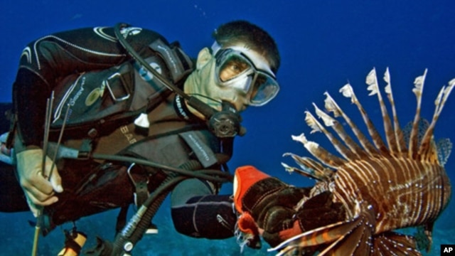 Lionfish are taking over coral reefs in the Caribbean and Atlantic. Here, Lad Akins catches one.