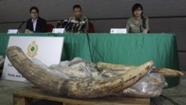 Customs and Excise Department officials address press conference following seizure of poached ivory, Hong Kong, November 16, 2012.