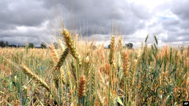 Wheat rust in Kenya