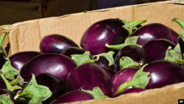 An Indian seed company has developed an eggplant that it says will dramatically reduce the need for pesticides.