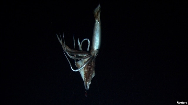 A giant squid is seen in this still image taken from video captured from a submersible by a Japanese-led team of scientists near Ogasawara islands taken in July 2012, in this handout picture released by NHK/NEP/Discovery Channel in Tokyo January 7, 2013. 
