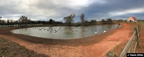 Wild geese join the ducks and domestic geese on a chilly autumn day at Poplar Spring Animal Sanctuary.