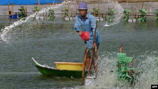 Tại vùng đồng bằng sông Cửu long, hạn hán gây ra tình trạng ngập mặn, gây thiệt hại cho mùa màng và làm tăng độ mặn của nguồn cung cấp nước sinh hoạt.