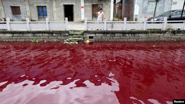 A man looks at a contaminated river in Cangnan county of Wenzhou, Zhejiang province, July 24, 2014. 