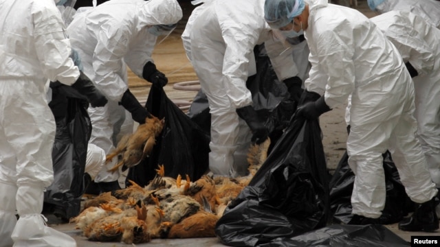 Health workers killed 17,000 chickens at a poultry market in Hong Kong in December after officials said a dead chicken tested positive for the deadly H5N1 avian influenza virus