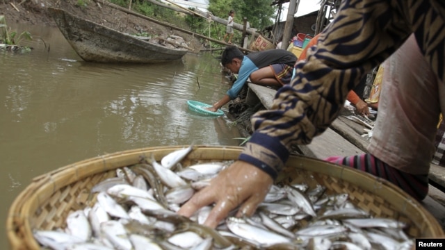 People clean fish on the Mekong riverbank in Phnom Penh December 9, 2011.