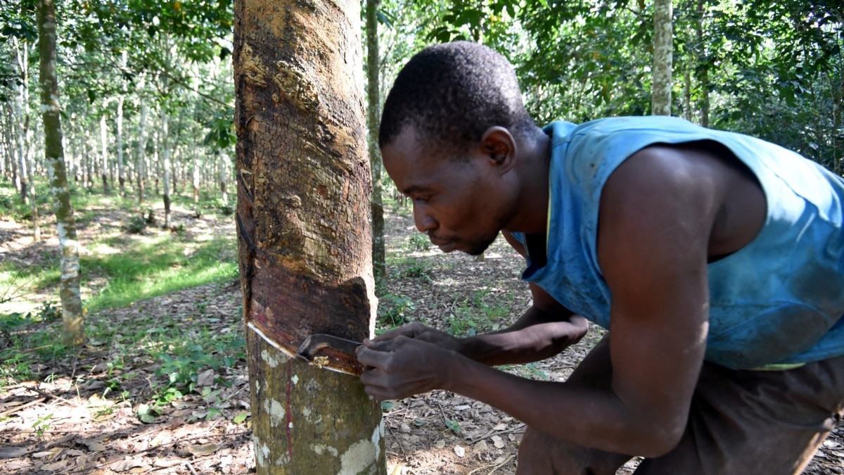 La C Te D Ivoire Vise Une Production De Millions De Tonnes De