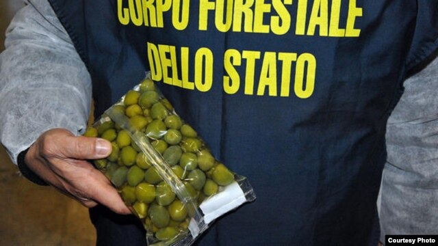 تصویر اینترپل از زیتون تقلبی. ماموران ایتالیایی ۸۵ تن زیتون رنگ آمیزی شده را کشف کردند.