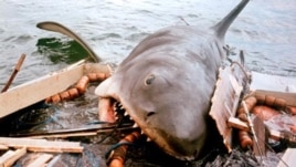 John Williams wrote the ominous music from "Jaws," which foreshadowed the impending appearance of the killer shark. (Universal Pictures)