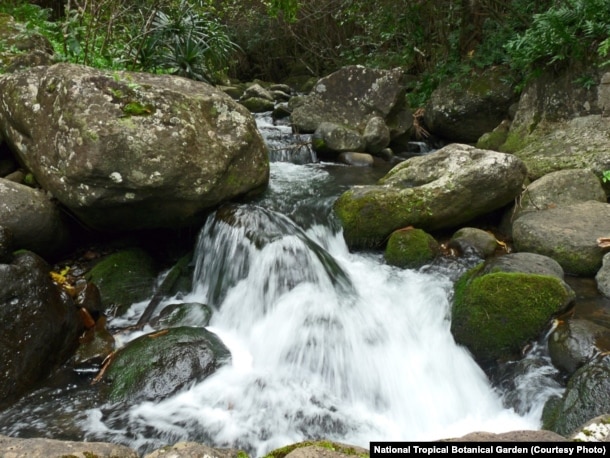 Limahuli Stream is one of the few pristine waterways left in the Hawaiian Islands.