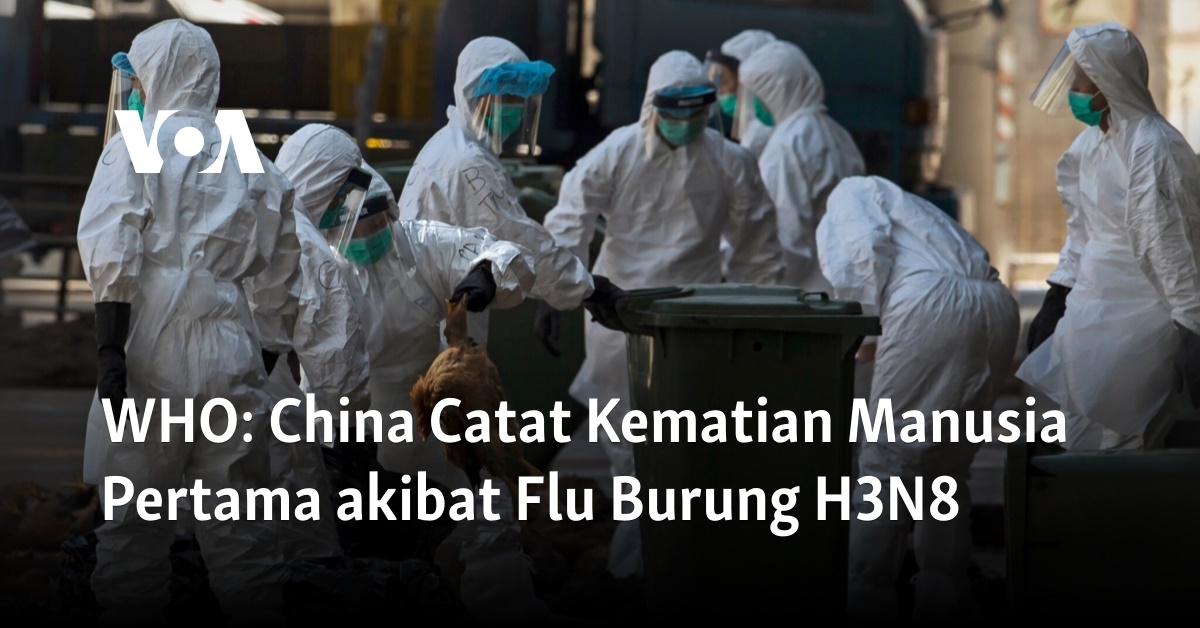 Who China Catat Kematian Manusia Pertama Akibat Flu Burung H N