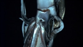 A giant squid is seen in this still image taken from video captured from a submersible by a Japanese-led team of scientists near Ogasawara islands taken in July 2012, in this handout picture released by NHK/NEP/Discovery Channel in Tokyo, Japan, January 7