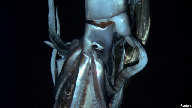 A giant squid is seen in this still image taken from video captured from a submersible by a Japanese-led team of scientists near Ogasawara islands taken in July 2012, in this handout picture released by NHK/NEP/Discovery Channel in Tokyo, Japan, January 7