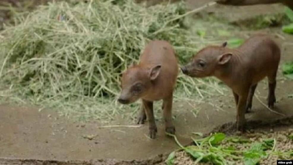 Hai con lợn hươu Sulawesi khám phá thế giới mới tại Vườn thú San Diego.