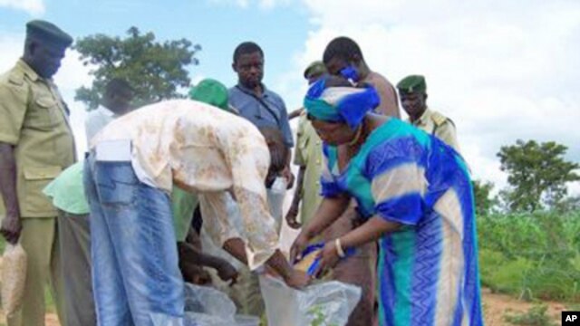 People sharing and distributing aflasafe on a farm in Nigeria.
