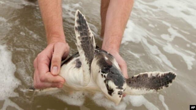 'Turtle: The Incredible Journey,' is a film about the migratory cycle of loggerhead turtles, a process many don't survive.