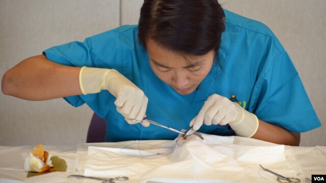 High school student Xing Zhang, 16, practices suturing at Fauquier Hospital’s Medical Camp in Warrenton, Virginia. (VOA/S. Logue)