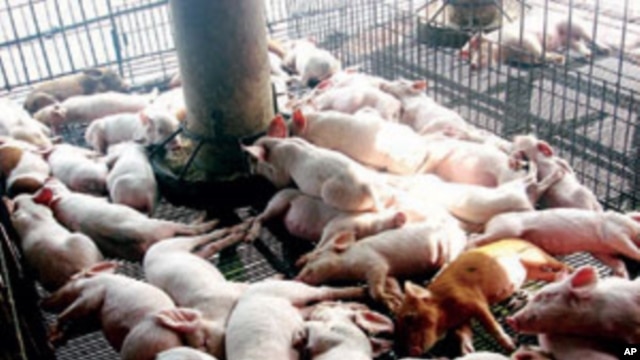 A new study found increases in about 20 different antibiotic-resistance genes in pigs that were fed low doses of antibiotics.