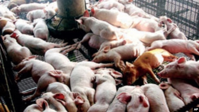 Một nghiên cứu mới cho thấy số có sự gia tăng khoảng 20 gen kháng kháng sinh khác nhau ở các đàn heo được nuôi với liều kháng sinh thấp.