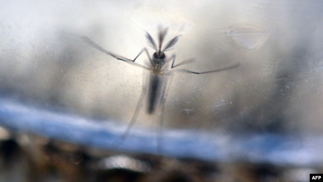 Virus Zika do muỗi vằn Aedes aegypti lan truyền.