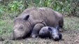 Sumatran rhinoceros resting.