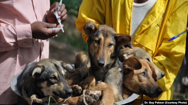 Dogs in a bicycle basket about to get their rabies vaccination in Tanzania at a clinic run by Dr. Guy Palmer.