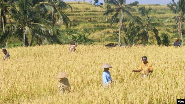 Para petani di kawasan subak di Jatiluwih, Bali. (Foto: VOA/Muliarta)