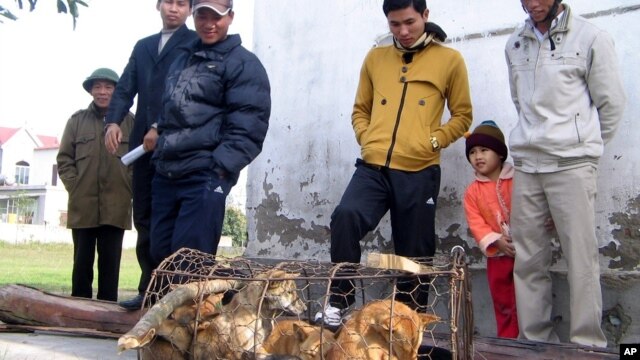 Dân làng bên cạnh một cái lồng với những con chó bị những tên trộm chó bỏ lại ở Nghệ An. Nạn trộm chó đang xảy ra ở nhiều nơi tại Việt Nam, gây ra nhiều bức xúc trong xã hội, nhất là tại vùng nông thôn.