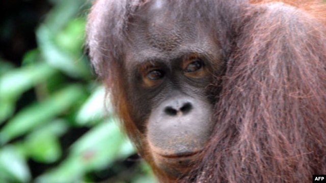 Simpanse dan orangutan mengalami krisis paruh baya seperti manusia, ditandai dengan emosi yang labil. (Foto: Dok)