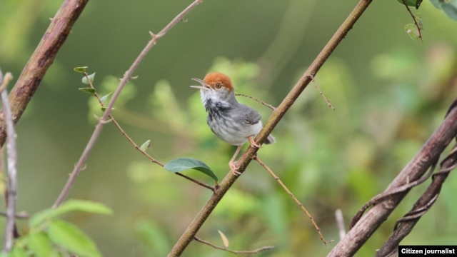 Cambodian Tailorbird (Orthotomus chaktomuk), a small, light and dark grey bird with an orange-red tuft, was described by scientists as "hiding in plain sight" in Cambodia’s capital Phnom Penh when first spotted in 2009. (James Eaton/Birdtour Asia)