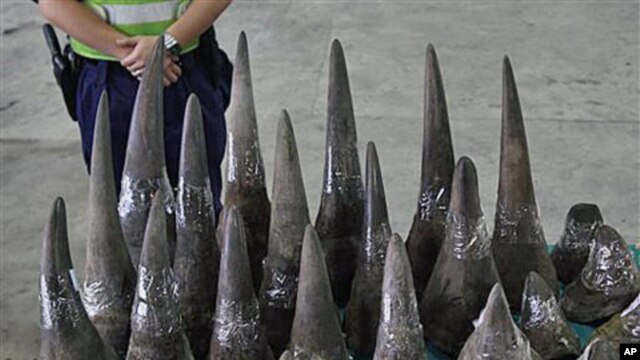 A customs officer stands guard near seized rhino horns at the Hong Kong Customs and Excise Department in Hong Kong, November 15, 2011.