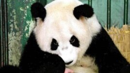 Nỗ lực bảo tồn gấu trúc đã phục hồi tình trạng cân bằng với sự can thiệp của con người và khoa học.