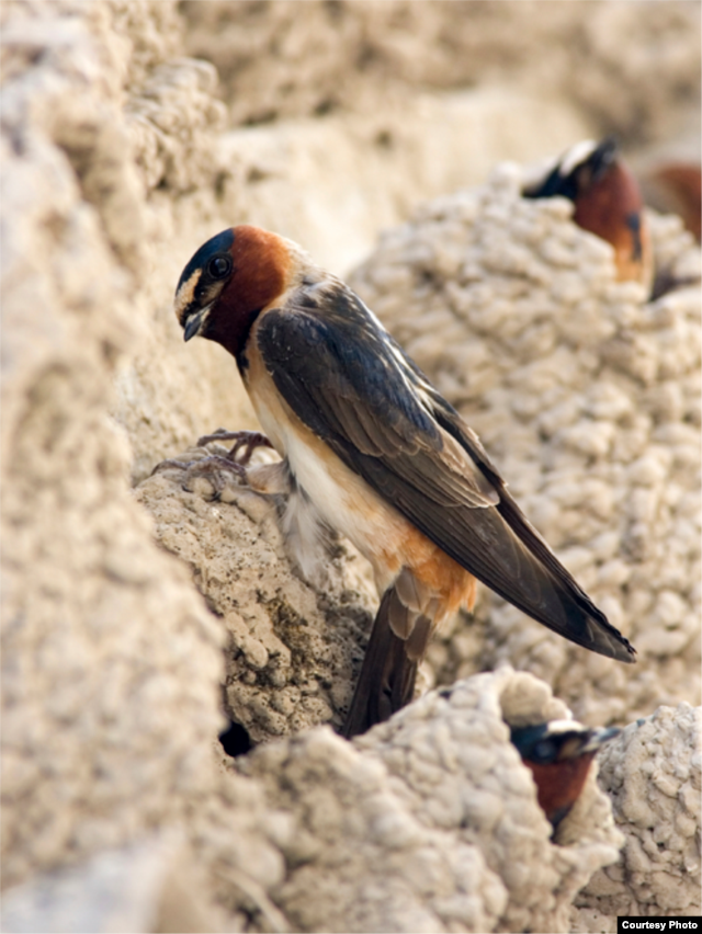 It's been more than 10 years since the swallows nested at Capistrano. (Courtesy Mission San Juan Capistrano)